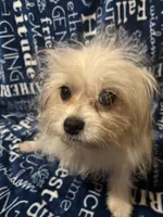 Freckles, a male Pomapoo for sale in Mount Orab, OH – 7 of 10