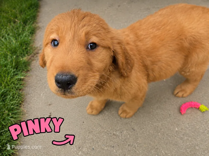 Pinky – Golden Retriever puppy for sale in Depew, NY