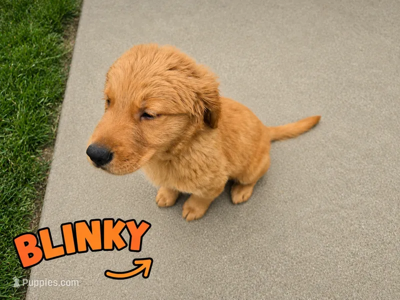 Blinky – Golden Retriever puppy for sale in Depew, NY