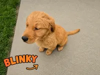 Blinky, a male Golden Retriever for sale in Depew, NY – 1 of 3
