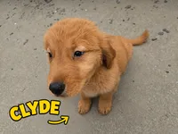 Clyde, a male Golden Retriever for sale in Depew, NY – 1 of 3