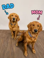 Clyde, a male Golden Retriever for sale in Depew, NY – 3 of 3