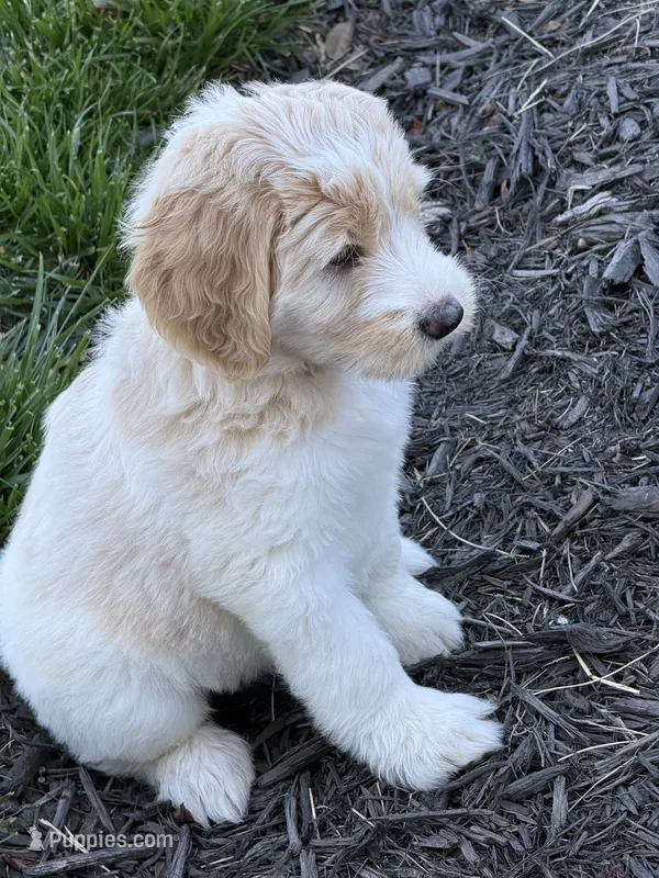 Red – Goldendoodle puppy for sale in Powhatan, VA