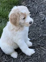 Red, a male Goldendoodle for sale in Powhatan, VA – 1 of 5