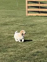 Red, a male Goldendoodle for sale in Powhatan, VA – 4 of 5