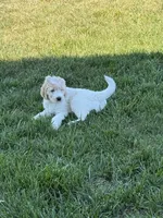 Red, a male Goldendoodle for sale in Powhatan, VA – 3 of 5