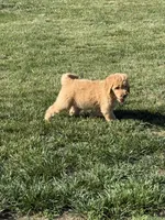 Orange, a female Goldendoodle for sale in Powhatan, VA – 2 of 3