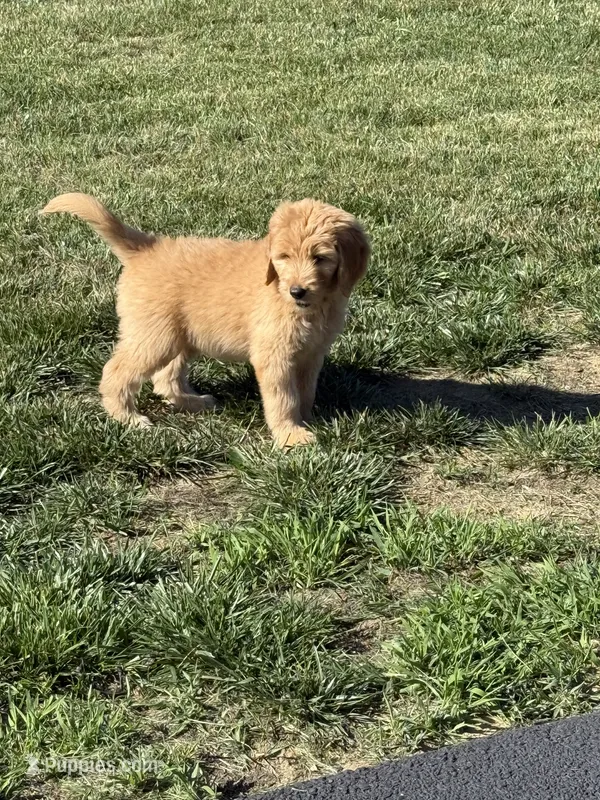 Orange – Goldendoodle puppy for sale in Powhatan, VA