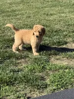 Orange, a female Goldendoodle for sale in Powhatan, VA – 1 of 3