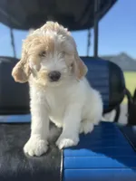 Red, a male Goldendoodle for sale in Powhatan, VA – 2 of 5