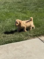 Orange, a female Goldendoodle for sale in Powhatan, VA – 3 of 3