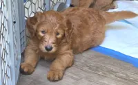 Red, a male Goldendoodle and Poodle - Standard  for sale in Tyrone, GA – 3 of 4