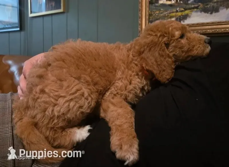 Monty – Goldendoodle, Poodle - Standard  puppy for sale in Tyrone, GA