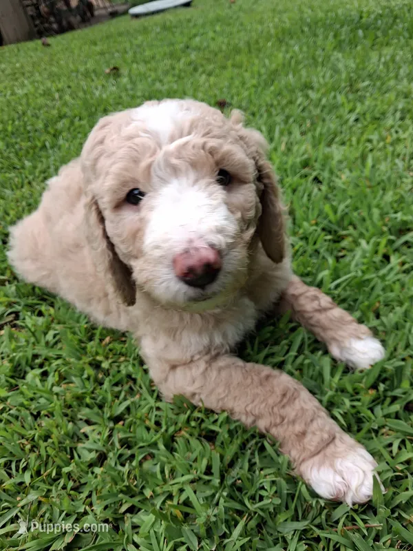 Primi – Goldendoodle, Poodle - Standard  puppy for sale in Tyrone, GA