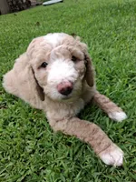 Primi, a male Goldendoodle and Poodle - Standard  for sale in Tyrone, GA – 1 of 4