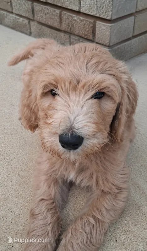 Arthur  – Goldendoodle, Poodle - Standard  puppy for sale in Tyrone, GA