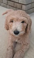 Arthur , a male Goldendoodle and Poodle - Standard  for sale in Tyrone, GA – 1 of 2