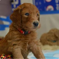 Red, a male Goldendoodle and Poodle - Standard  for sale in Tyrone, GA – 2 of 4