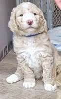 Primi, a male Goldendoodle and Poodle - Standard  for sale in Tyrone, GA – 2 of 4