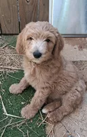 Arthur , a male Goldendoodle and Poodle - Standard  for sale in Tyrone, GA – 2 of 2