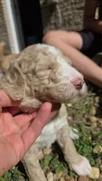Primi, a male Goldendoodle and Poodle - Standard  for sale in Tyrone, GA – 3 of 4