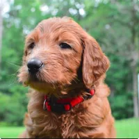 Red, a male Goldendoodle and Poodle - Standard  for sale in Tyrone, GA – 1 of 4
