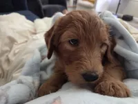 Red, a male Goldendoodle and Poodle - Standard  for sale in Tyrone, GA – 4 of 4