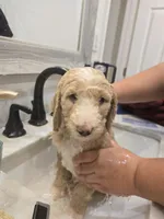 Primi, a male Goldendoodle and Poodle - Standard  for sale in Tyrone, GA – 4 of 4