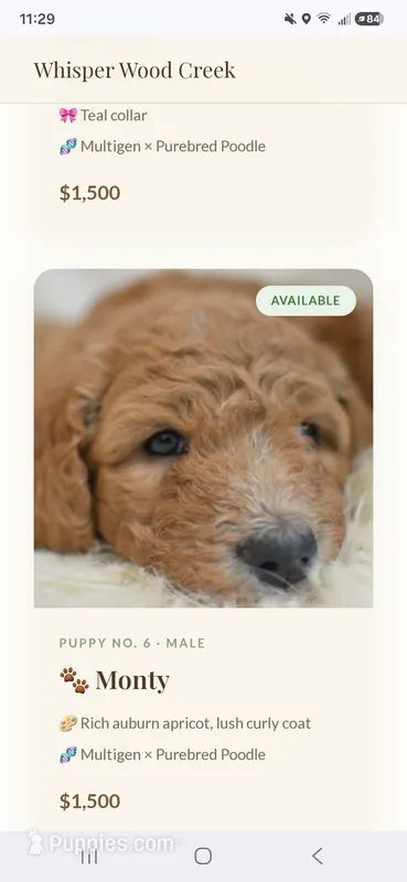 Monty – Goldendoodle, Poodle - Standard  puppy for sale in Tyrone, GA