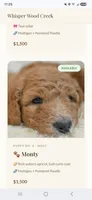Monty, a male Goldendoodle and Poodle - Standard  for sale in Tyrone, GA – 1 of 2