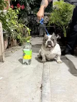 MAYA, a female American Bully for sale in San Diego, CA – Photo 2 of 6