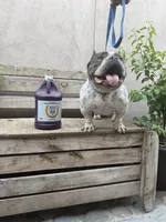 MAYA, a female American Bully for sale in San Diego, CA – Photo 6 of 6