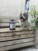 MAYA, a female American Bully for sale in San Diego, CA – Photo 5 of 6