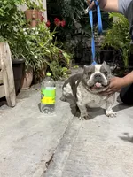 MAYA, a female American Bully for sale in San Diego, CA – Photo 3 of 6