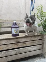 MAYA, a female American Bully for sale in San Diego, CA – Photo 4 of 6