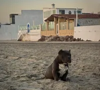 No name , a male American Bully for sale in San Diego, CA – Photo 1 of 2