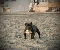 No name , a male American Bully for sale in San Diego, CA – Photo 2 of 2