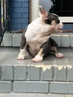 Gizzie, a female American Bully for sale in Decatur, GA – 7 of 7
