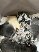 Bunny, a female French Bulldog for sale in Decatur, GA – Photo 2 of 5