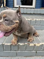 Chanel, a female American Bully for sale in Decatur, GA – 6 of 7