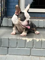 Gizzie, a female American Bully for sale in Decatur, GA – 6 of 7