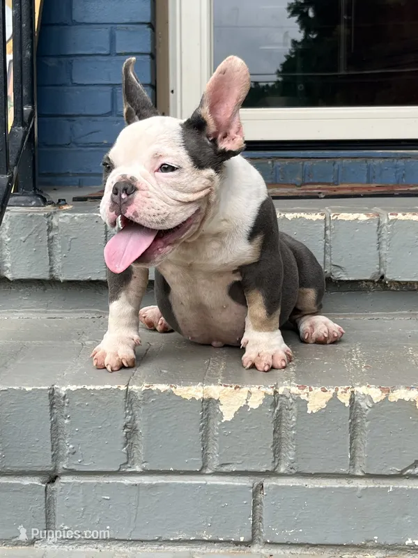 Gizzie – American Bully puppy for sale in Decatur, GA