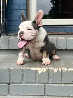 Gizzie, a female American Bully for sale in Decatur, GA – 1 of 7