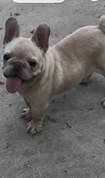 Luh Pinky, a male French Bulldog for sale in Decatur, GA – 2 of 5
