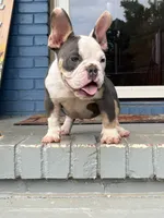 Gizzie, a female American Bully for sale in Decatur, GA – 3 of 7