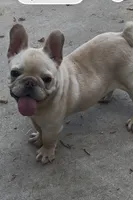 Luh Pinky, a male French Bulldog for sale in Decatur, GA – 1 of 5