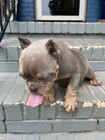 Chanel, a female American Bully for sale in Decatur, GA – 5 of 7