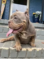Chanel, a female American Bully for sale in Decatur, GA – 1 of 7