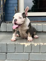 Gizzie, a female American Bully for sale in Decatur, GA – 2 of 7