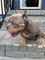 Chanel, a female American Bully for sale in Decatur, GA – 4 of 7
